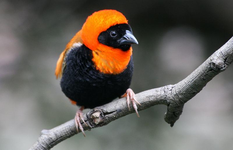 Rooivink sit op tak11.jpg - As hulle pronk, gee mannetjies 'n zoemende, tjirpende sang. normale roep in vlug is 'n tjieet-tjieet-geluid